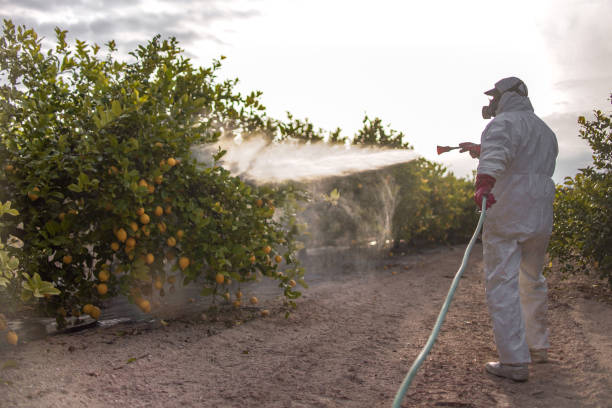Best Local Pest Control Services  in Holly Hill, SC