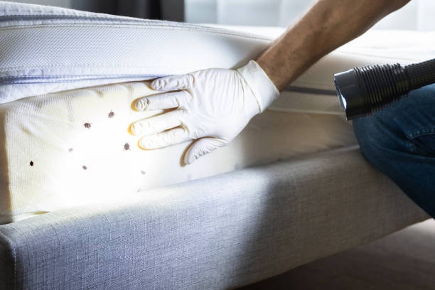 Best Flea Control Services  in Holly Hill, SC