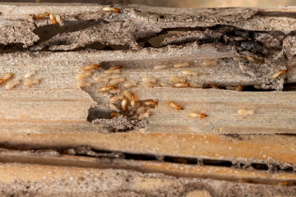 Best Commercial Pest Control Services  in Holly Hill, SC